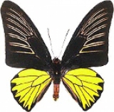   Troides Rhadamanthus